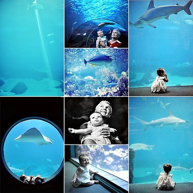 Maisie Aquarium