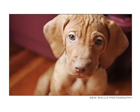 Little Frank