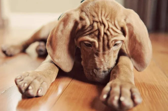 Frank the vizsla pup