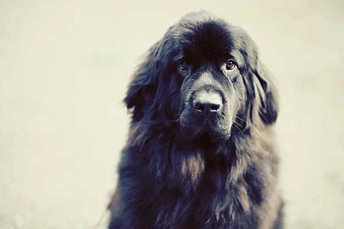 Maggie