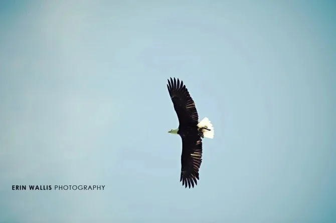 eagle