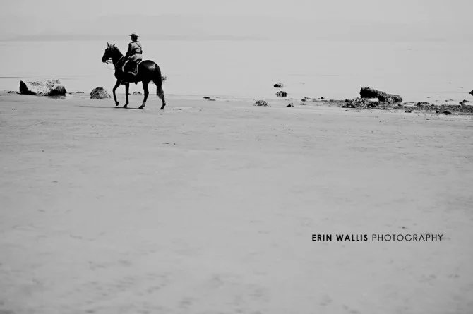 beach horse