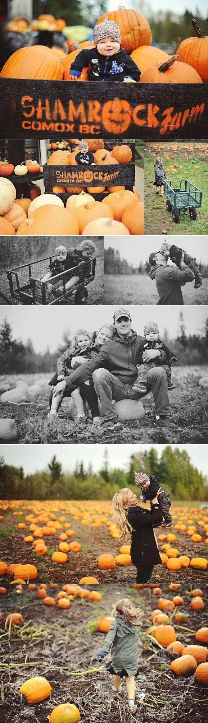 Pumpkin Patch