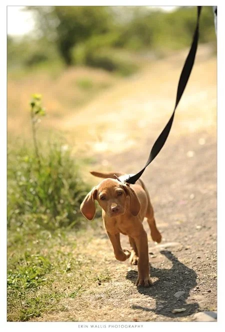on leash
