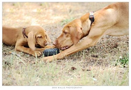 Frank and Barley