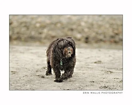 Sandy Dog Chico the sandy dog