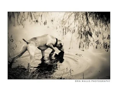 Puppy exploring the world