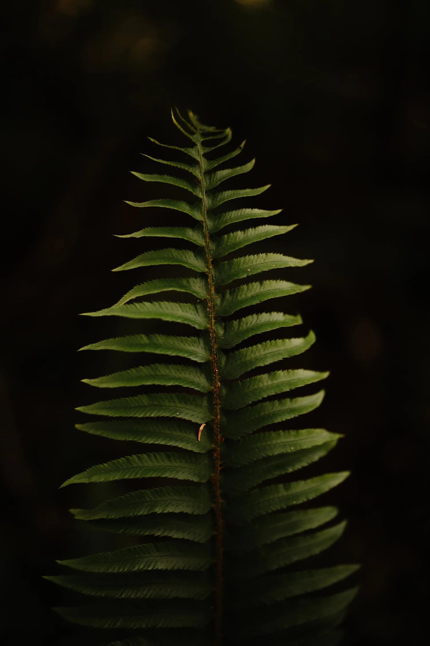 A single fern in the forest light
