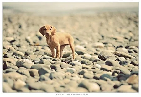 Vizsla on the rocks