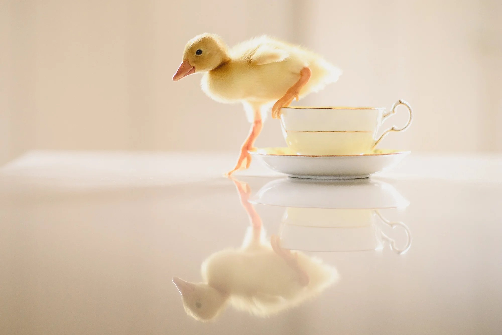 baby duckling