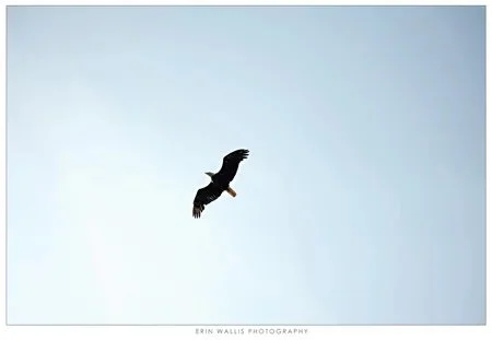Eagle