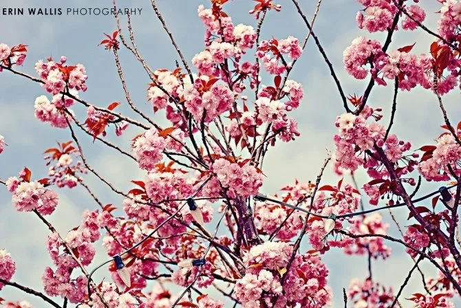 Pink blossoms