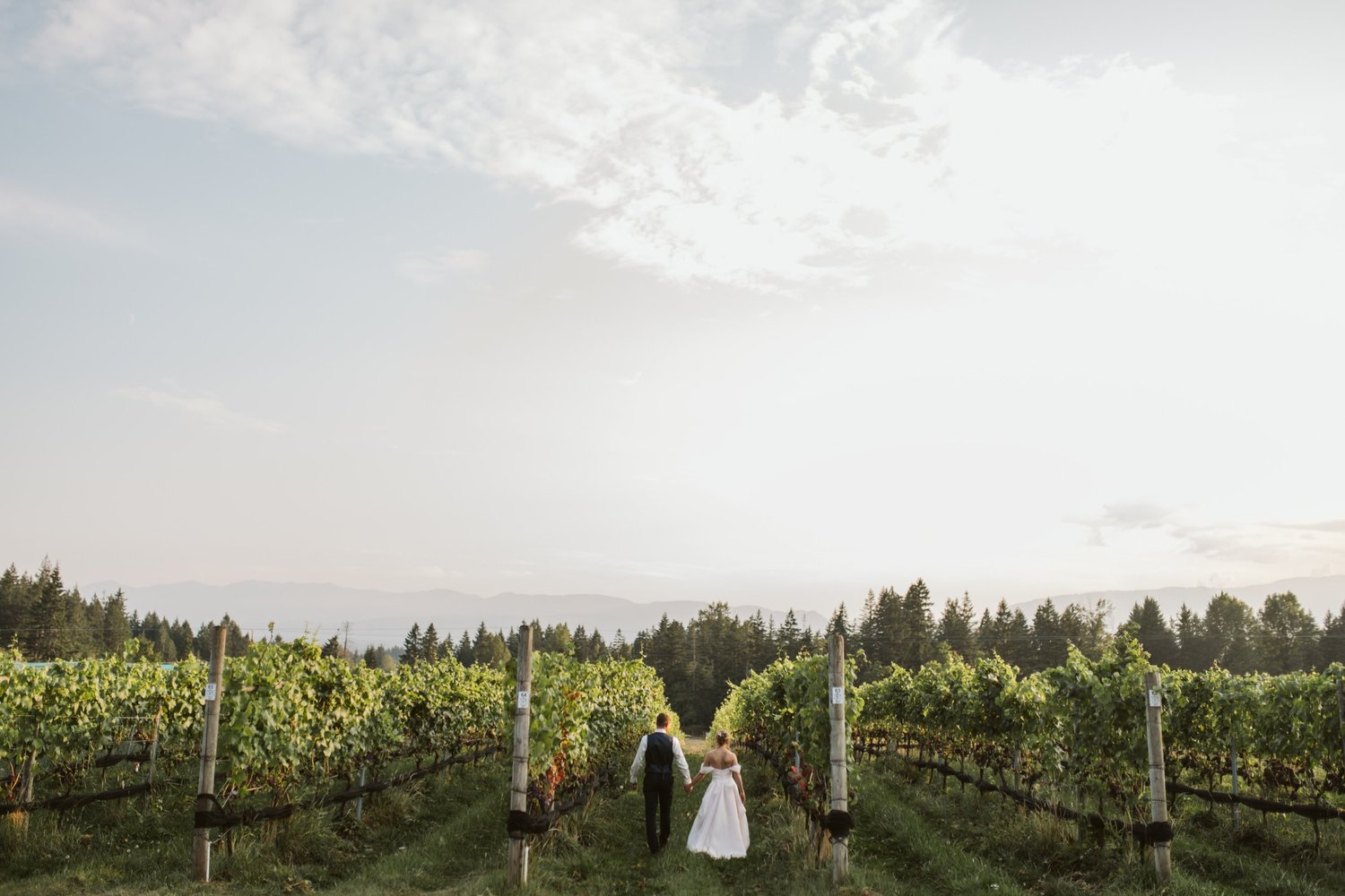 The vineyard at Beaufort Winery under a soft summer sky