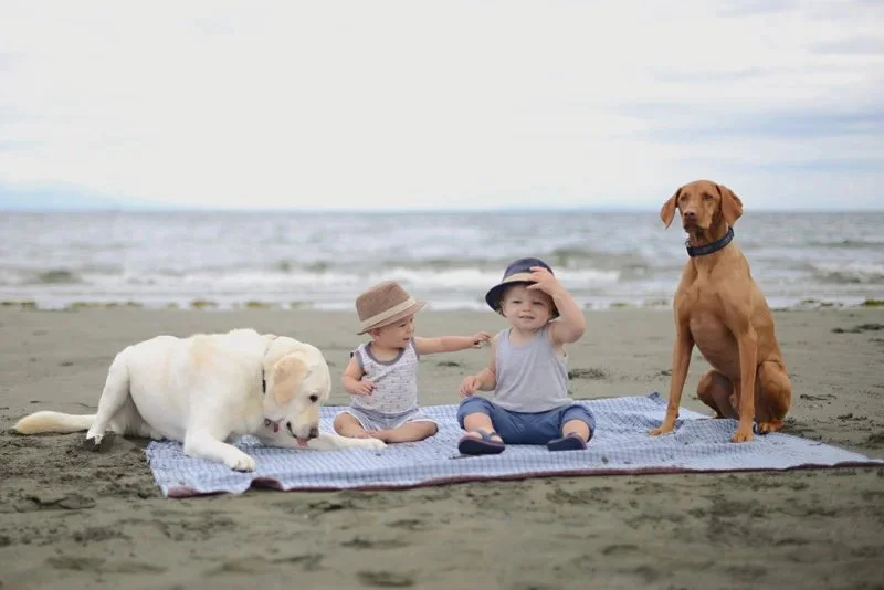 boys and dogs