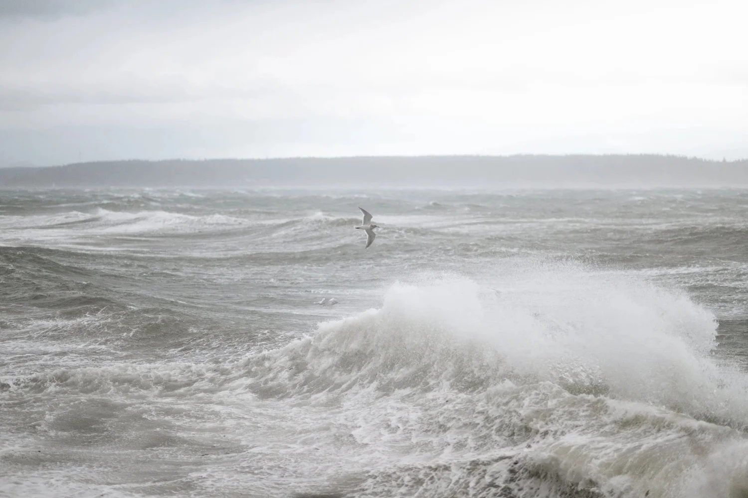 A gull flying over a breaking winter storm wave on the Vancouver Island coast