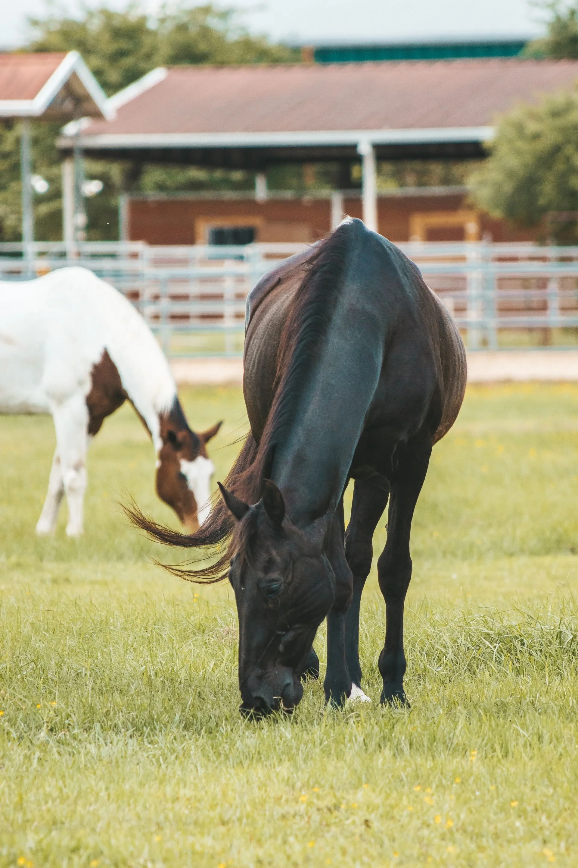 Horses grazing — Wellington community guide
