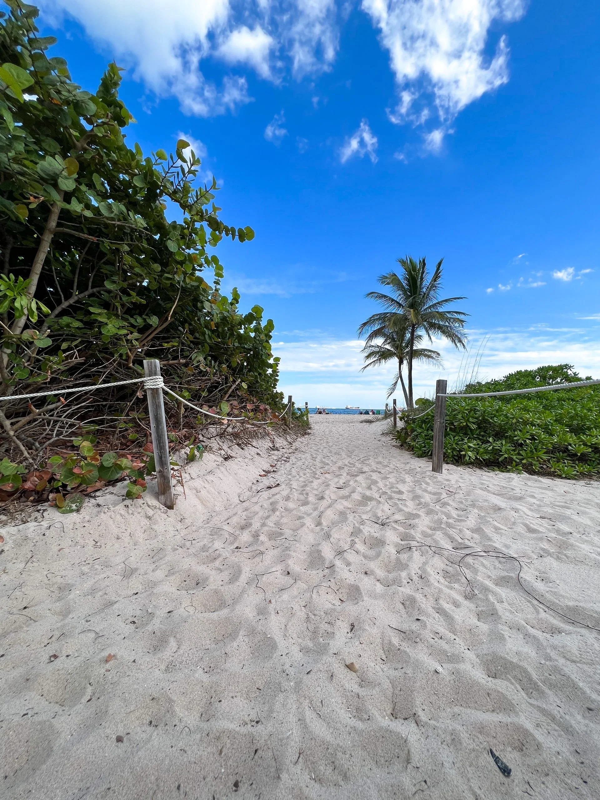Sandy beach access beneath a palm tree
