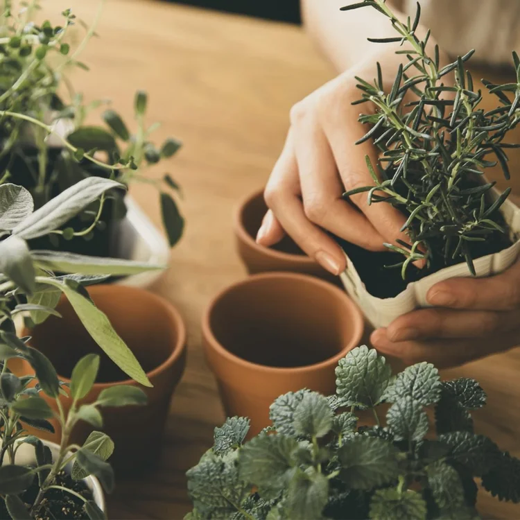 Hands potting rosemary among herbs and clay pots