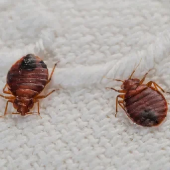 Close-up of two bed bugs on fabric