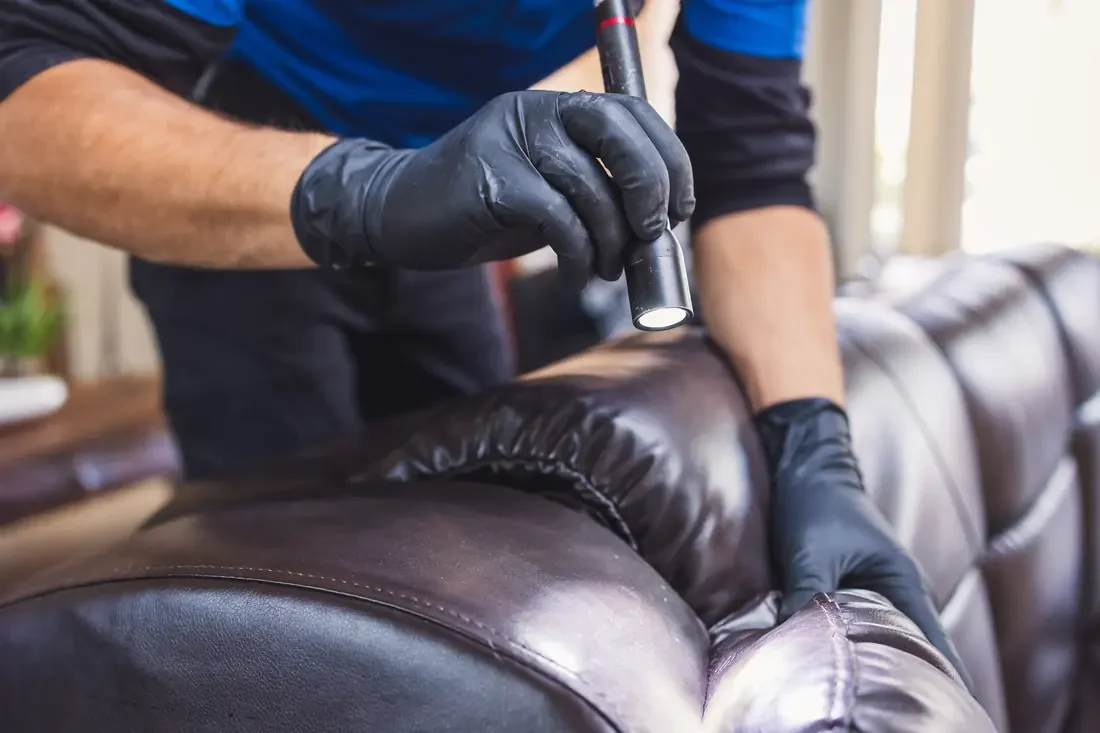 Checking a sofa seam for bed bugs with a flashlight