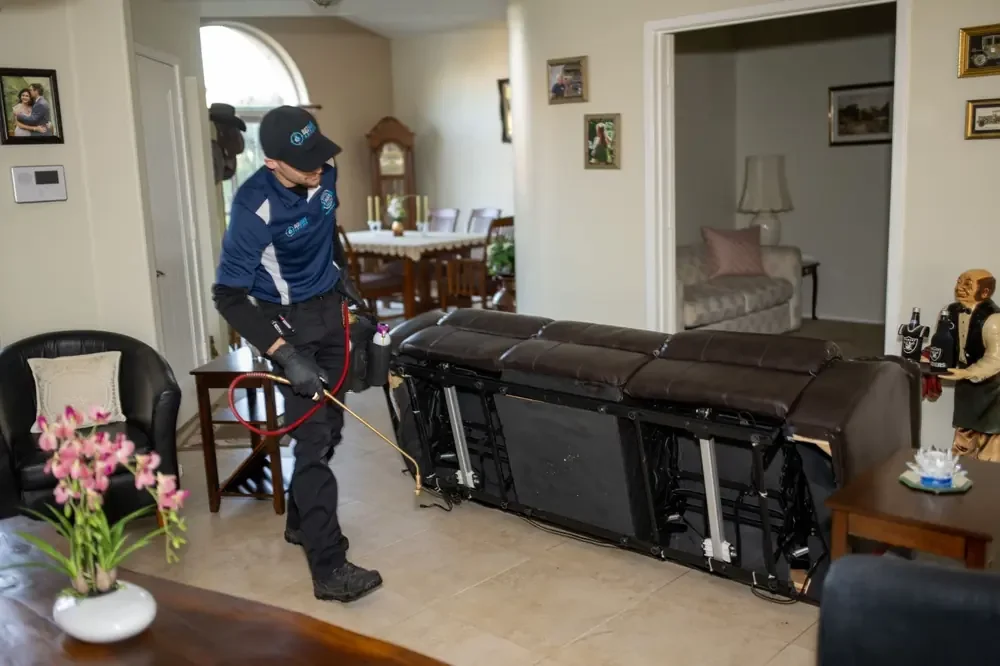 Bed Bugs Arizona treating living room furniture for bed bugs (Office & Commercial Bed Bug Treatment in Phoenix, AZ)