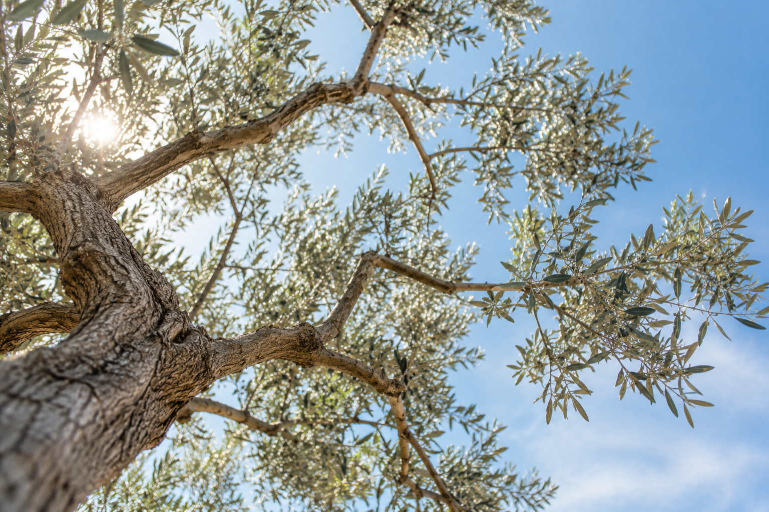 Sunlight filtering through the canopy of an olive tree