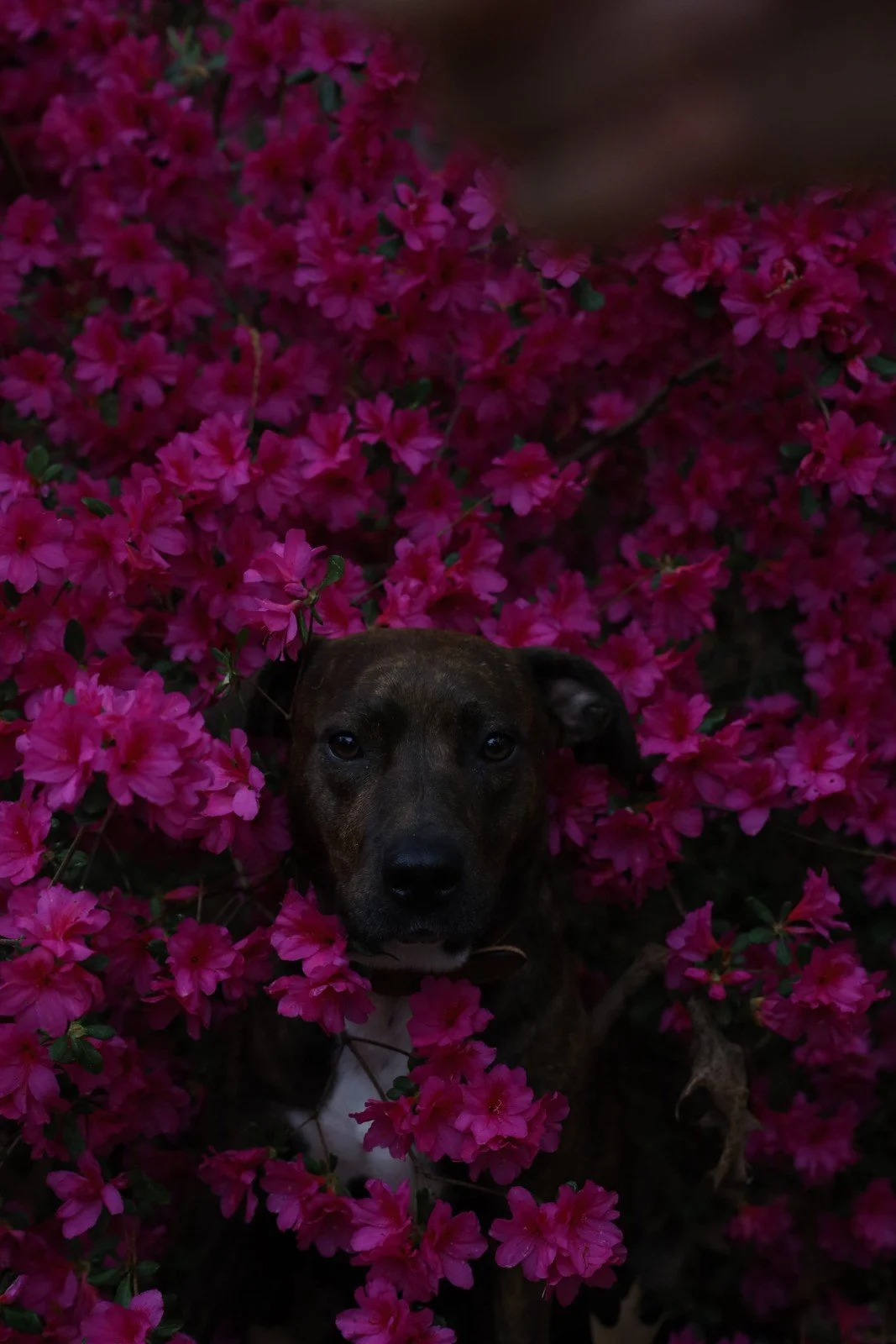 A dark-coated dog looking out from dense magenta flowers.