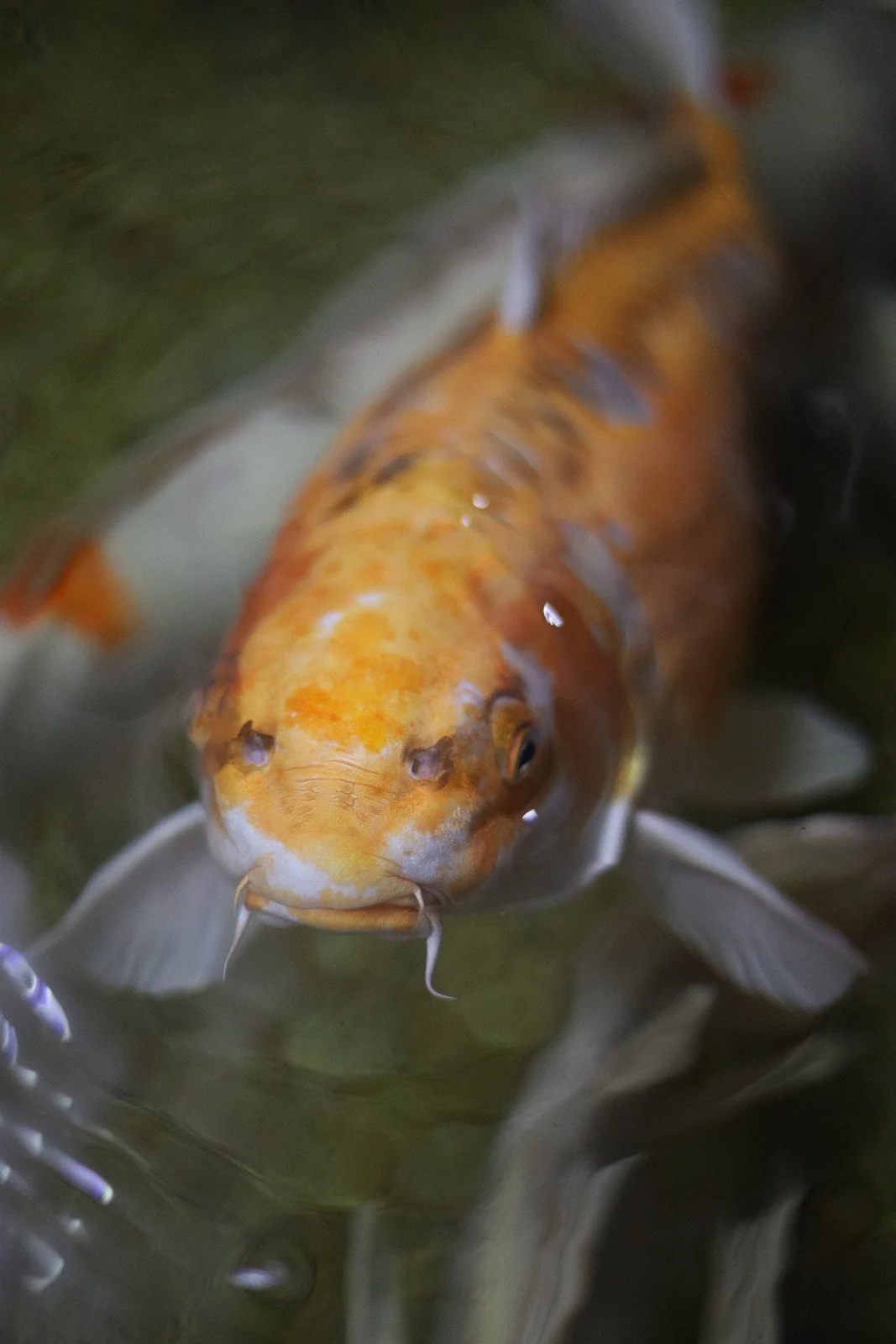 A golden orange koi swimming toward the camera in rippled water.