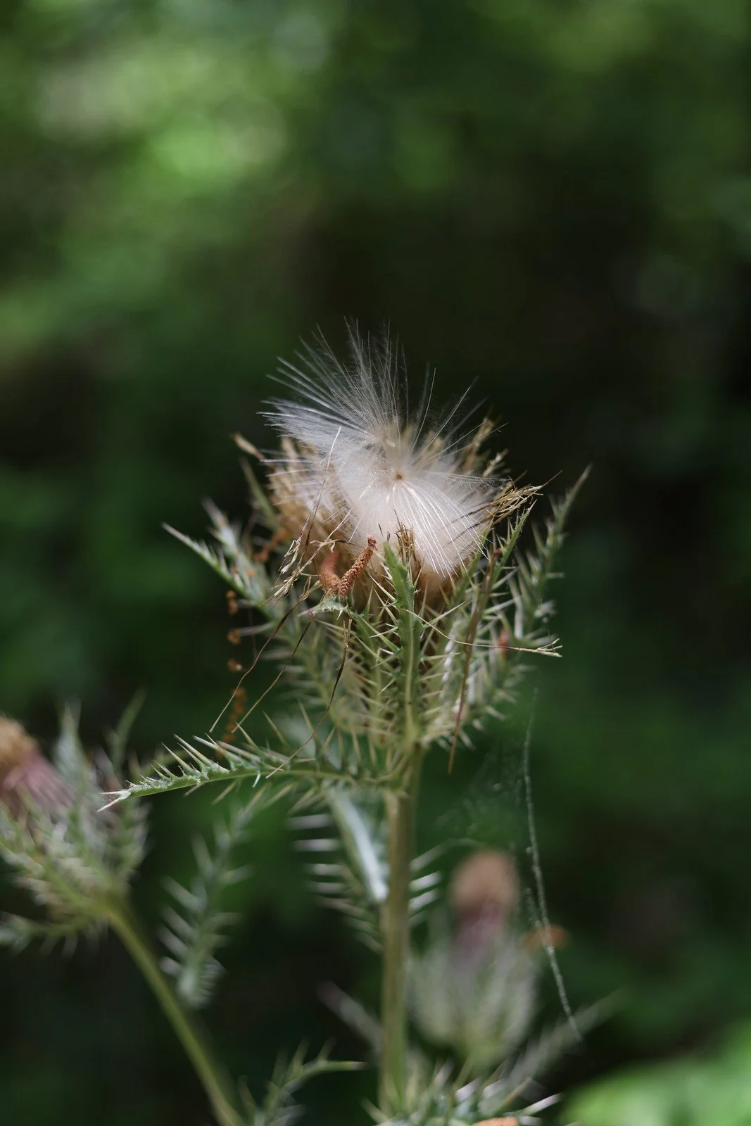 White thistle seeds and spiny green leaves against a softly blurred green background.
