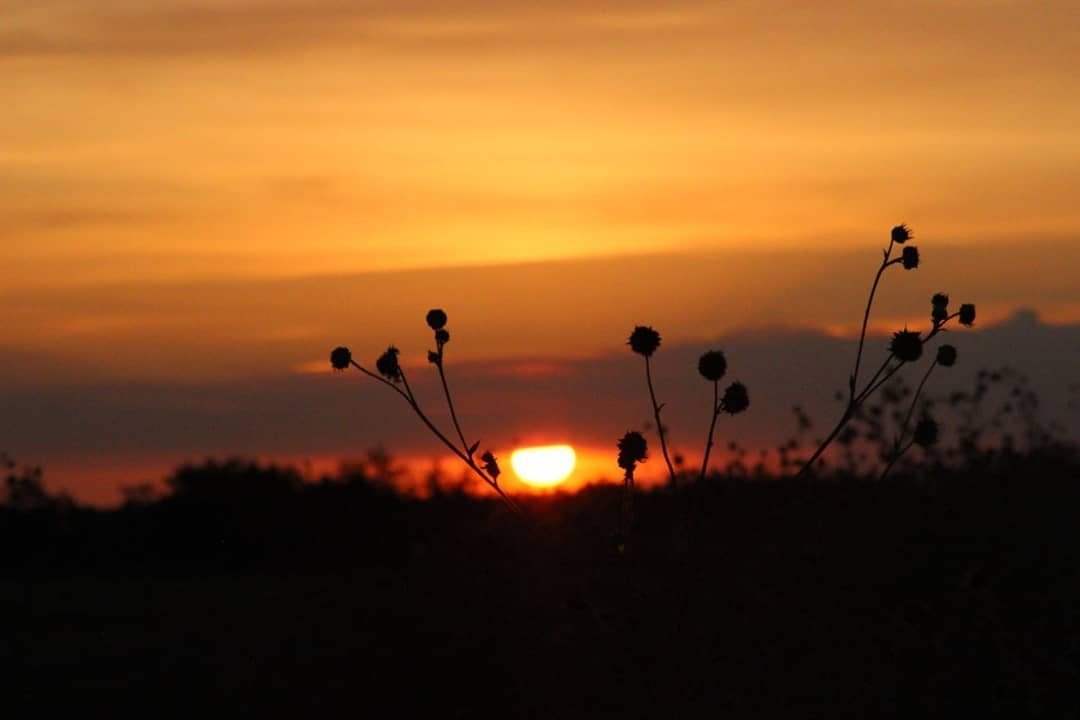 Wildflower stems silhouetted in front of the setting sun and an orange sky.