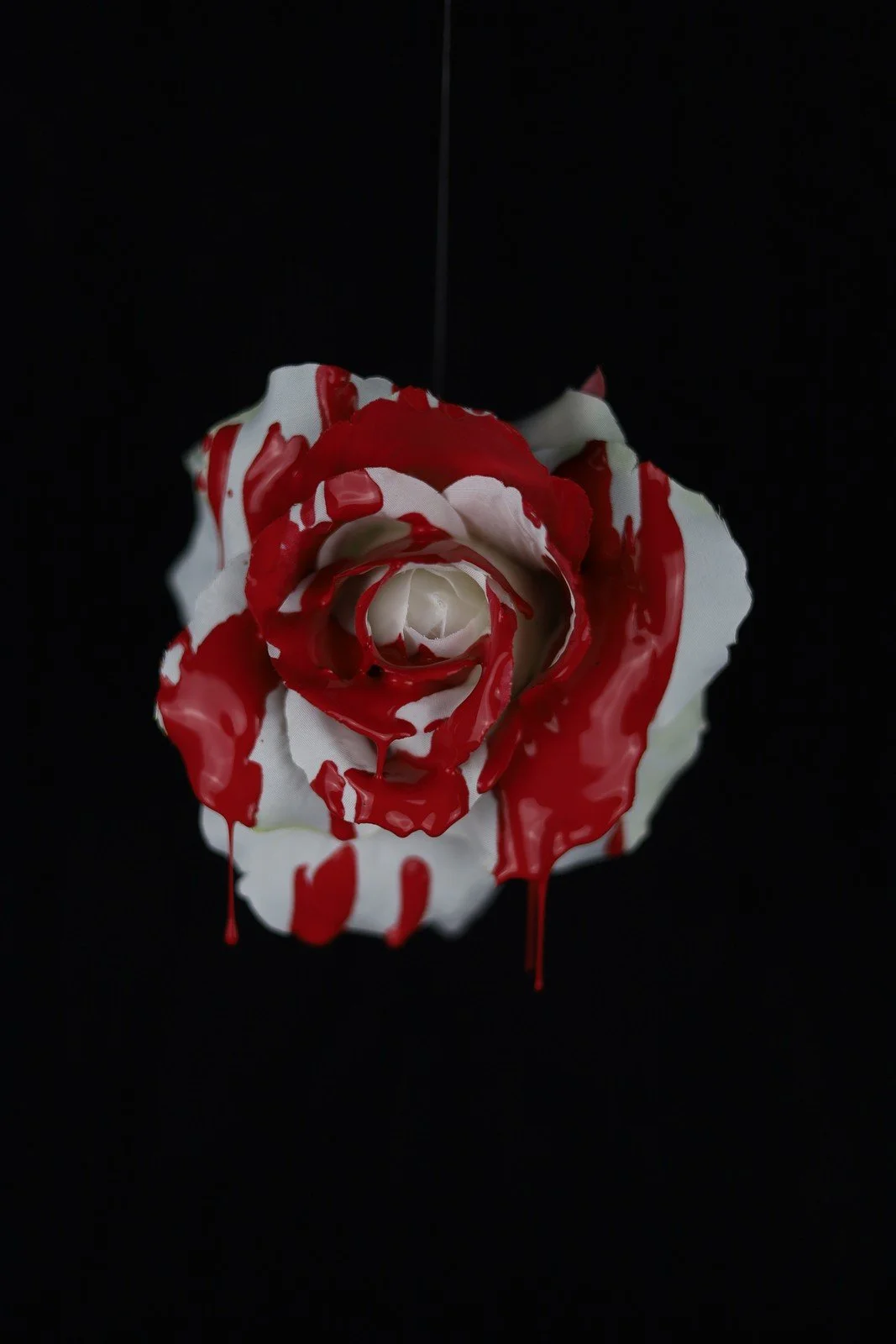 A red and white rose suspended against a black background.