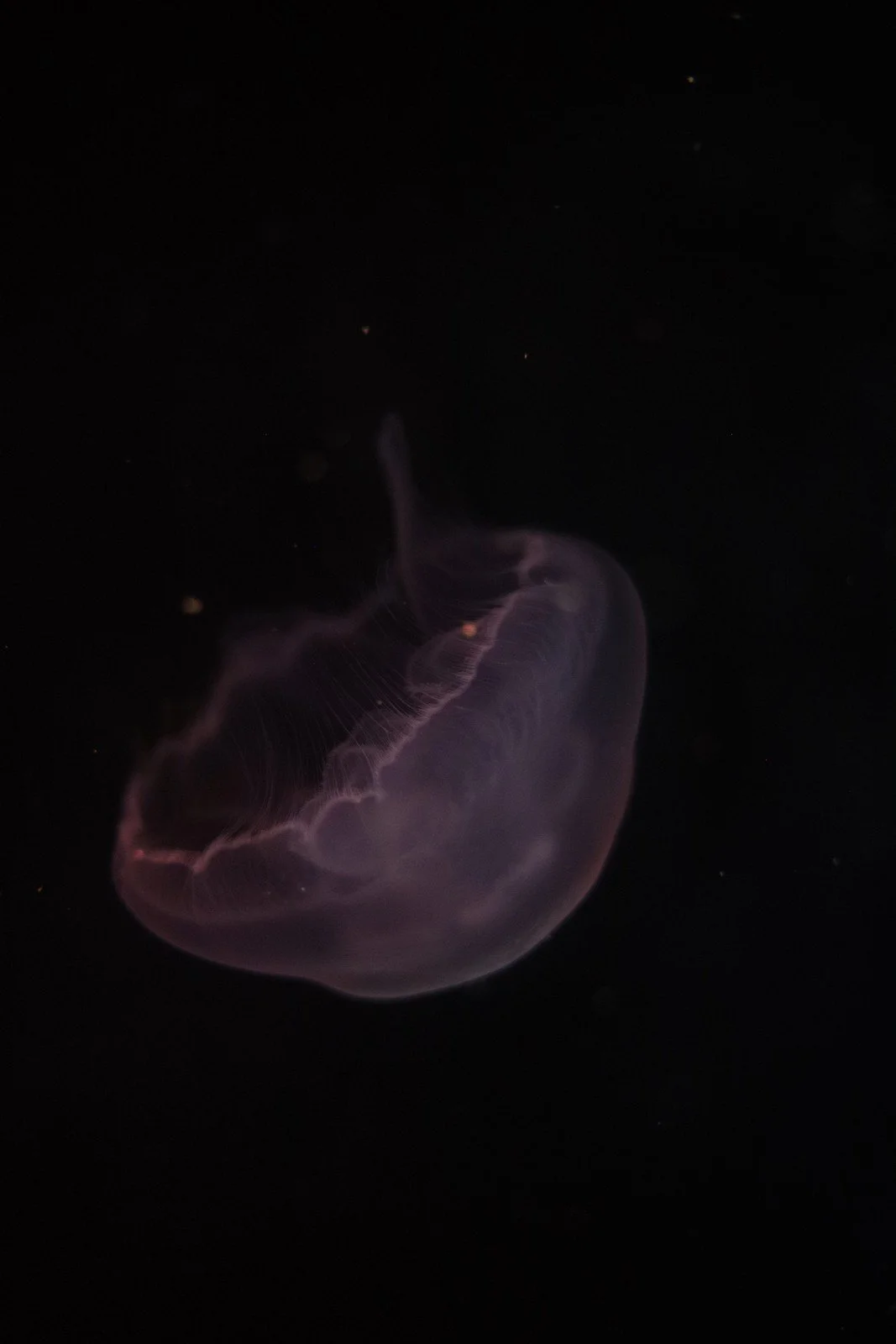 A translucent jellyfish with a soft purple glow against dark water.