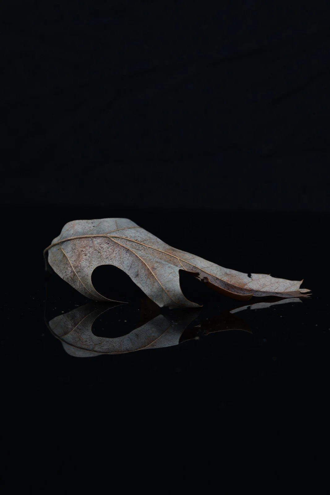 An animal skull on a dark reflective surface against a black background.