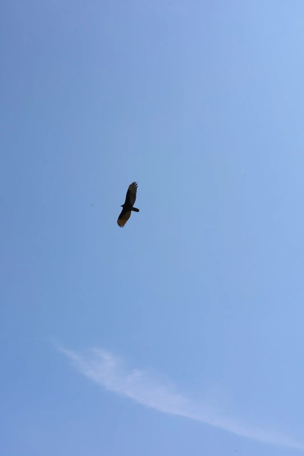 A bird gliding through a blue sky above a thin white cloud.