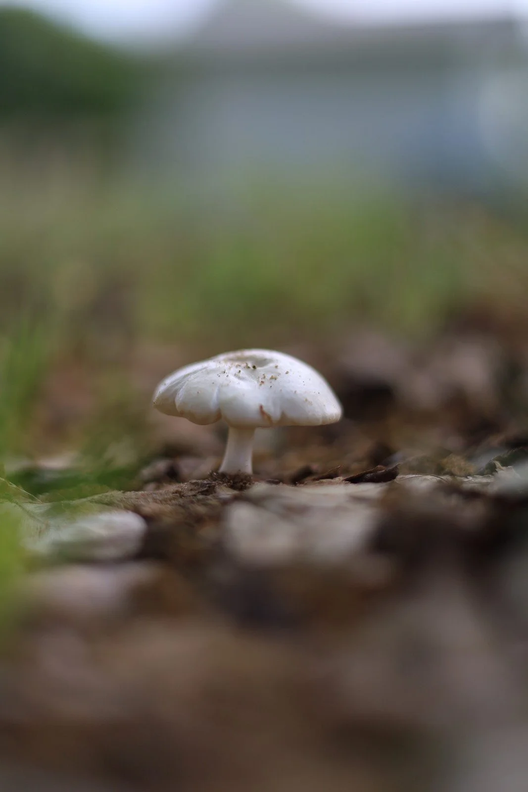 A small pale mushroom emerging from a softly blurred woodland floor.