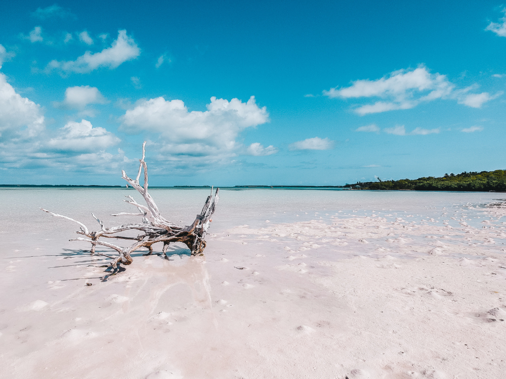 Driftwood on a pink sand flat
