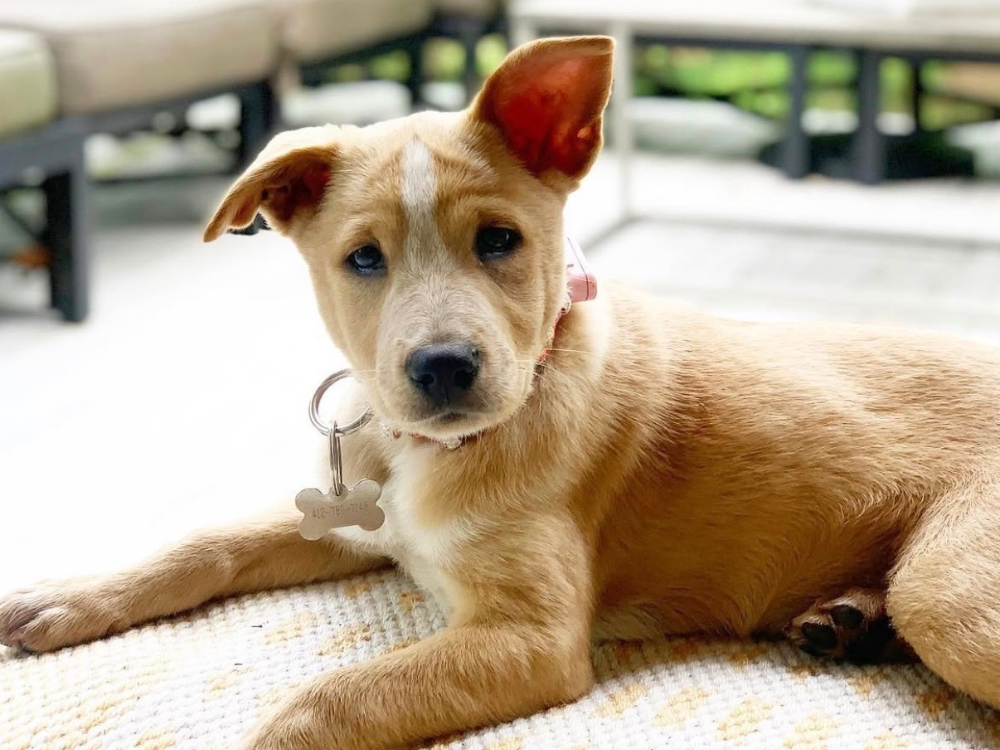 Briland Animal Rescue