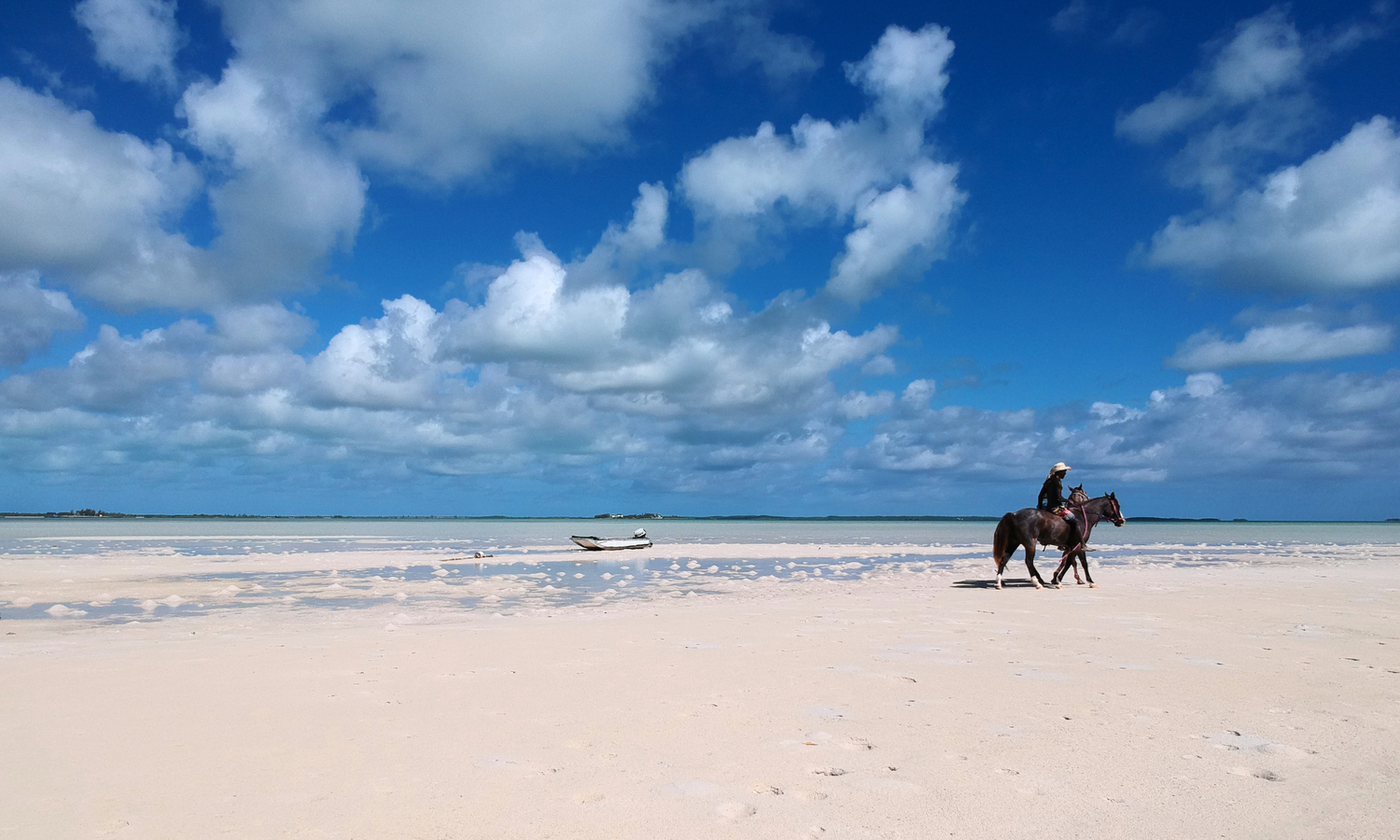 Horses on Harbour Island