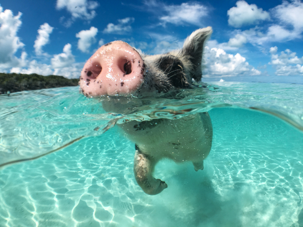 Swimming pig on a Cay Witness charter