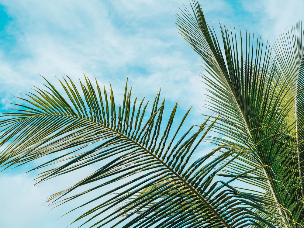 Palm leaves against a blue sky