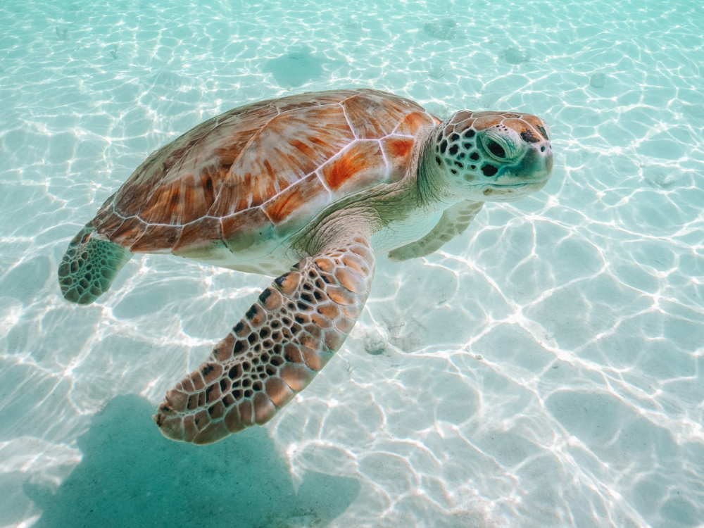 Sea turtle on a Jackson's Charters trip