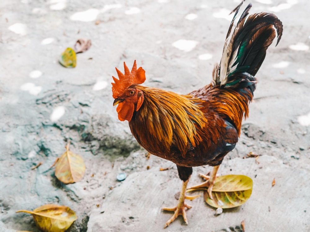 A Harbour Island rooster
