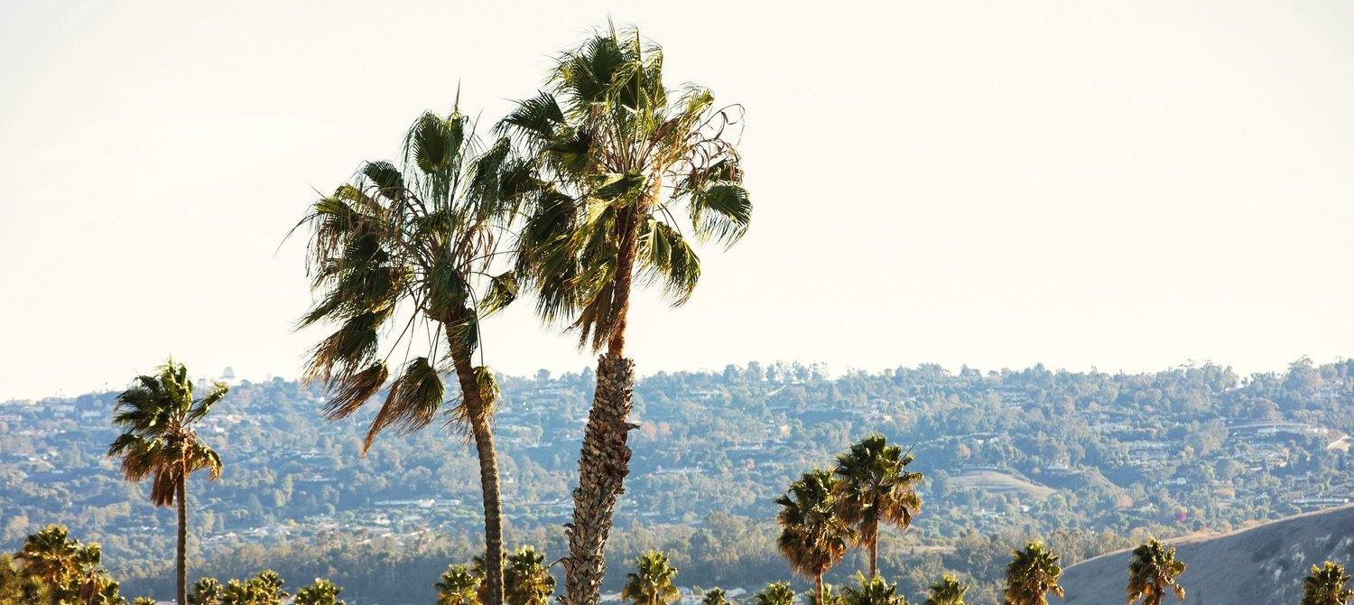 Palm trees against the hills of the Palos Verdes Peninsula in late-afternoon light