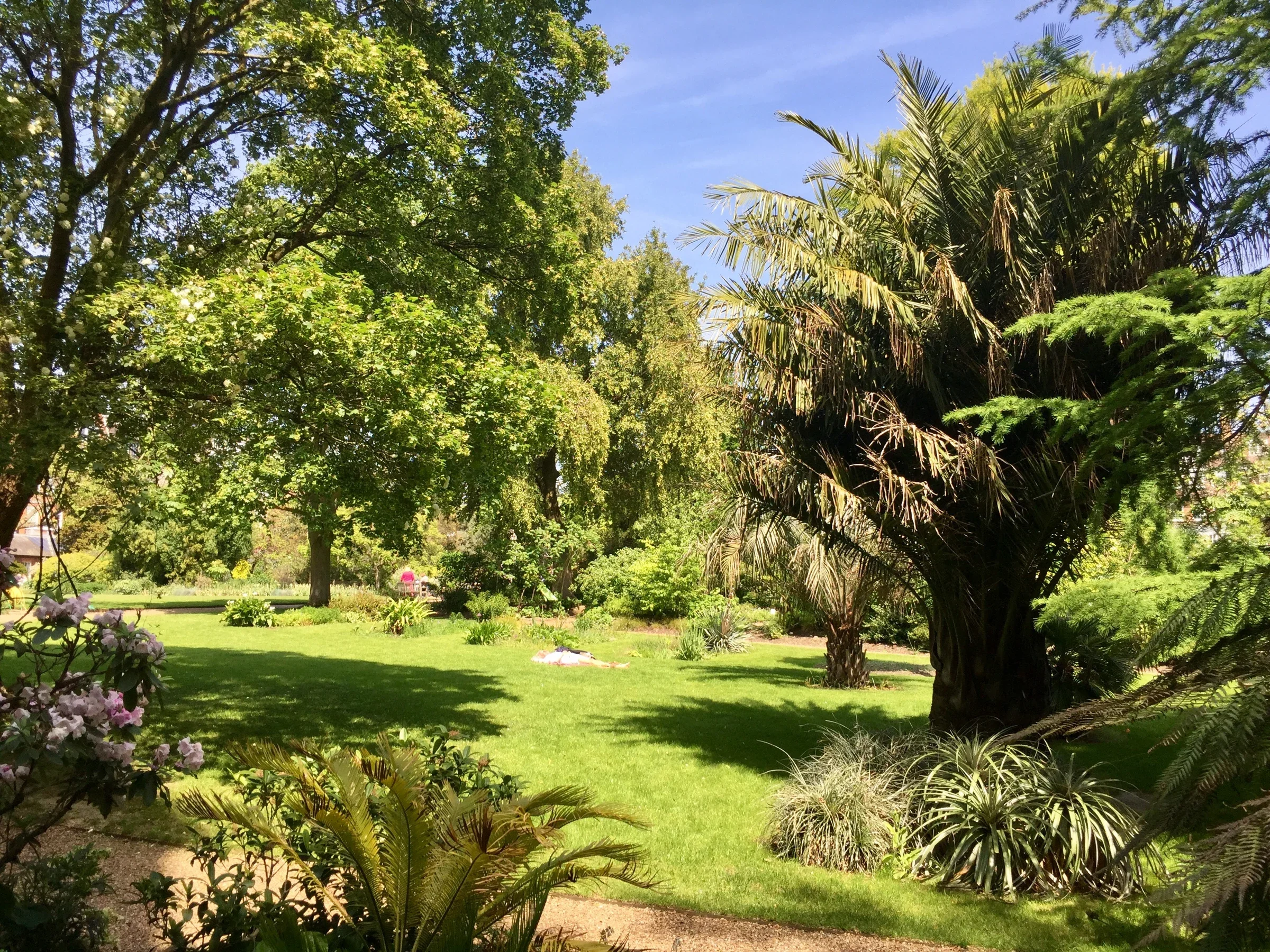 Planting and lawn at Chelsea Physic Garden