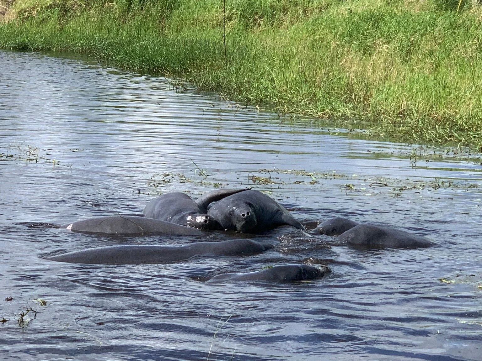 Manatees on lake time.