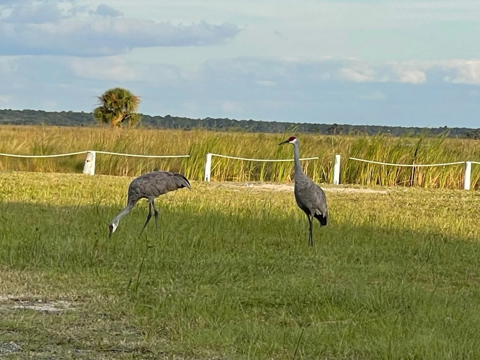 A couple of our regulars.