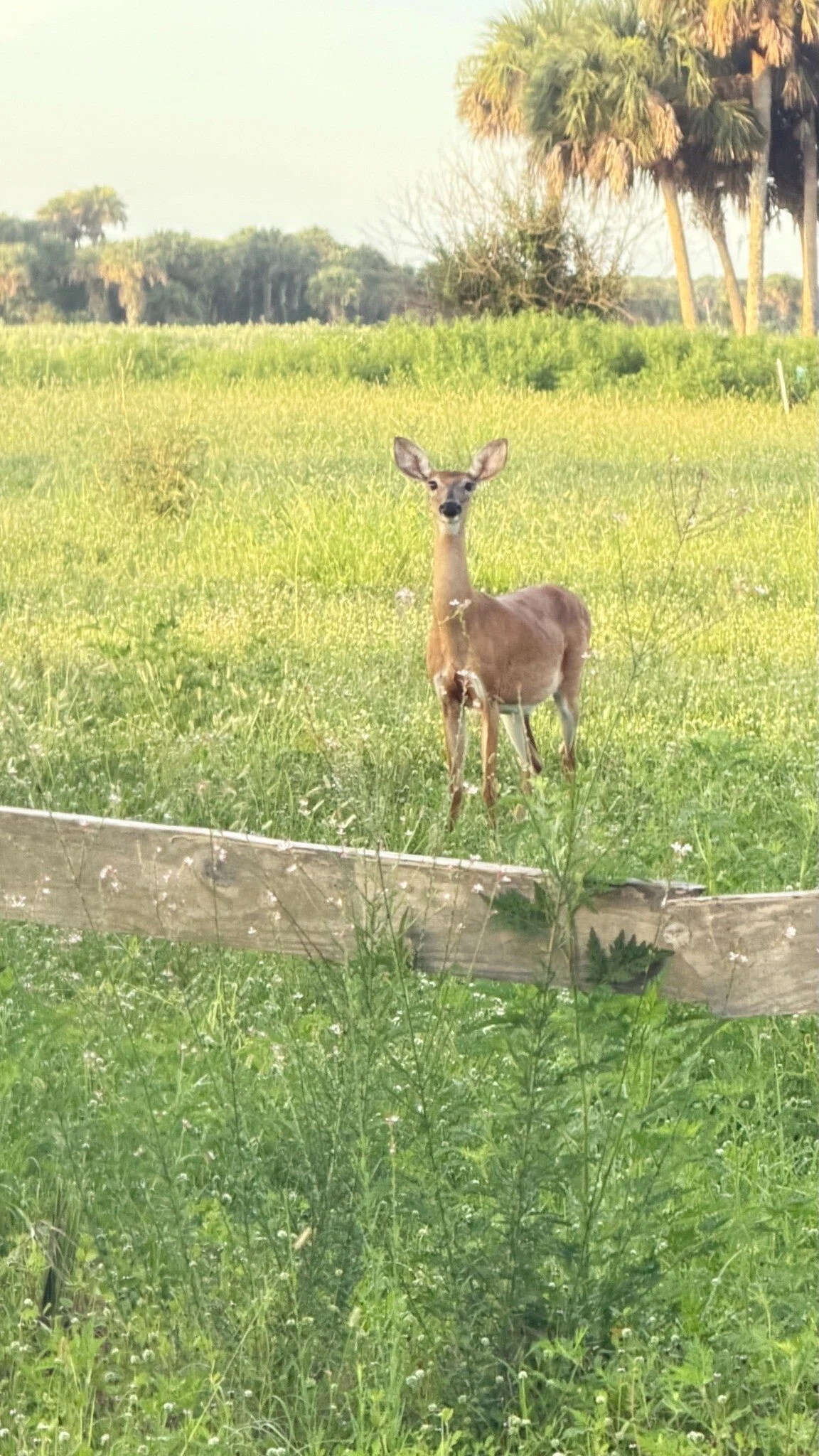 The neighbors stop by, too.