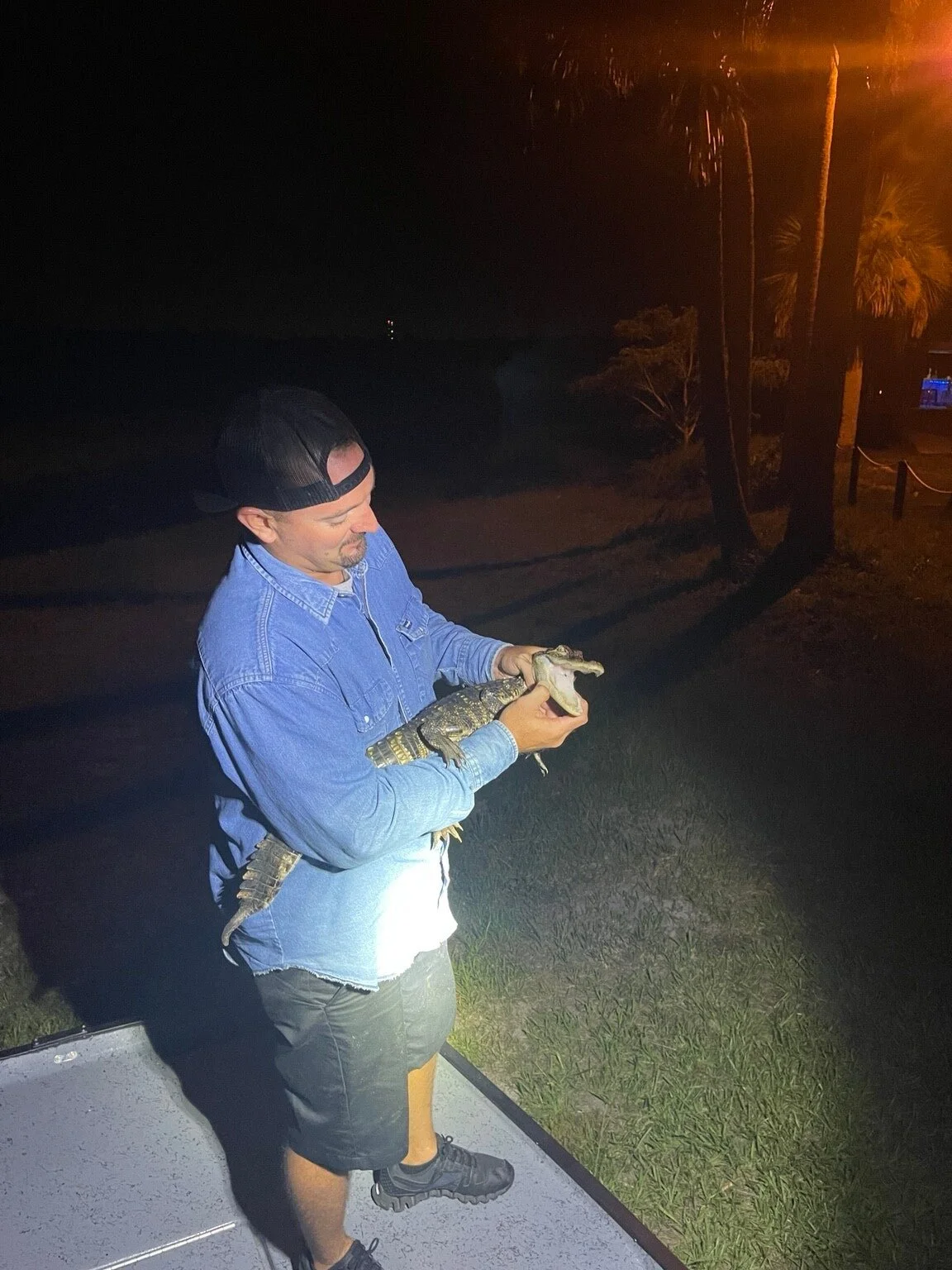 A little wildlife after dark.