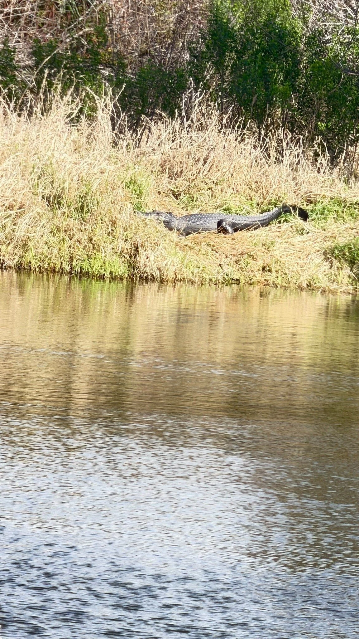 A little wild Florida.