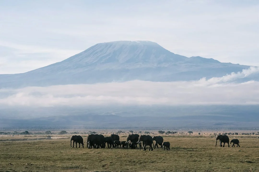 Elephants beneath a mountain rising above the clouds